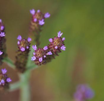 小さい野の花 小さい野の花 の写真