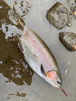 ニジマス ニジマス,レインボートラウト,サーモンの写真素材