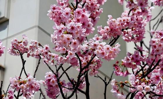 新しい一歩を踏み出す 新しい一歩を踏み出す ピンク,桜,花の写真素材