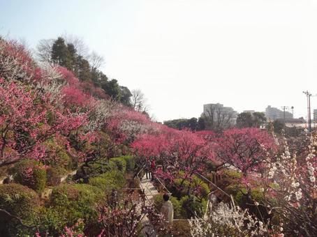 池上梅園の梅 池上梅園の梅 池上梅園,池上,梅園の写真素材