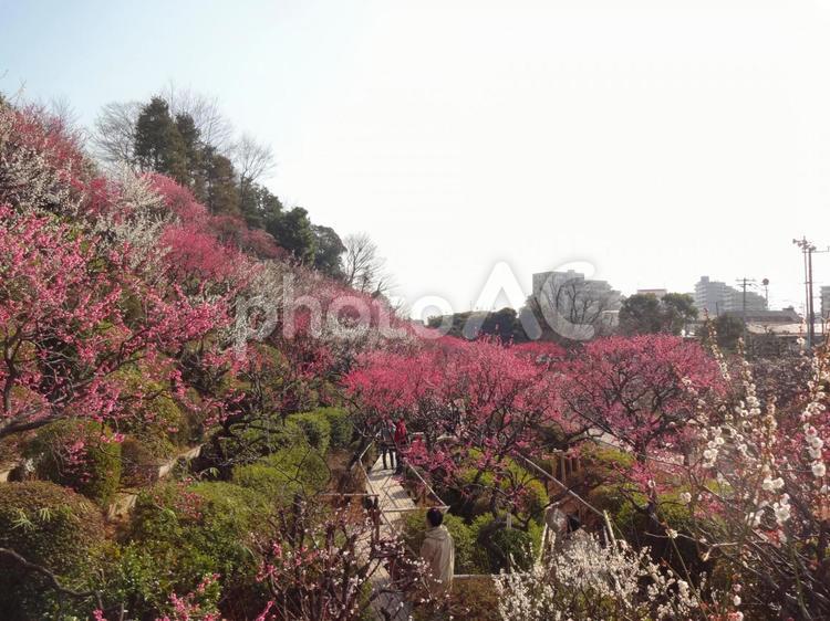 池上梅園の梅 池上梅園,池上,梅園の写真素材