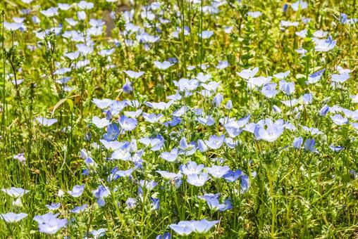 ネモフィラ ネモフィラ ネモフィラ,花,鮮やかの写真素材