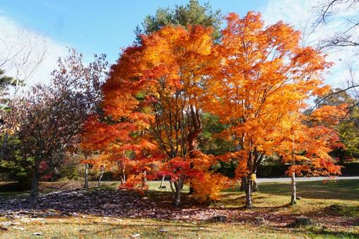 高原の紅葉絶景 紅葉,秋,絶景の写真素材