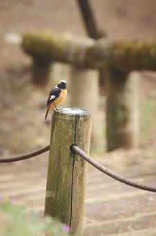 野鳥 野鳥の写真