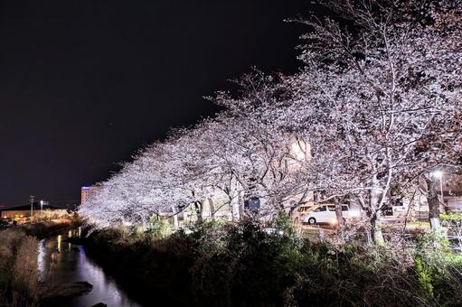 清谷川沿いの桜並木ライトアップ10 清谷川沿いの桜並木ライトアップ10 さくら,ライトアップ,夜桜の写真素材