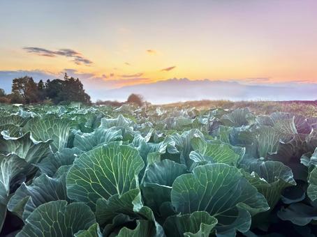 群馬のキャベツ畑と榛名山の稜線に沈む夕日 キャベツ,畑,夕焼けの写真素材