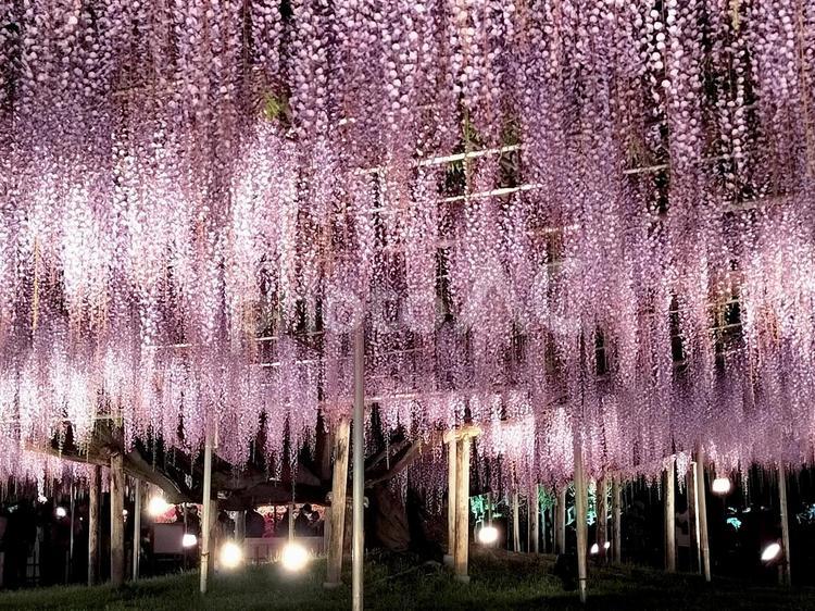 あしかがフラワーパーク　夜の藤棚 あしかがフラワーパーク,ライトアップ,藤棚の写真素材