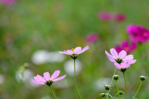 秋風に揺れるピンクのコスモス 秋風に揺れるピンクのコスモス コスモス,花,秋の写真素材