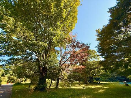 紅葉する公園の木々とブルースカイ 青空,空,ブルースカイの写真素材