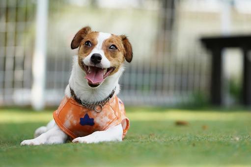 ドッグランのジャックラッセル ドッグランのジャックラッセル 犬,ジャックラッセル,ジャックラッセルテリアの写真素材