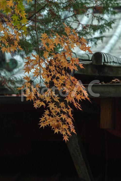東京赤坂にある氷川神社の屋根ともみじ もみじ,伝統的な,境内の写真素材