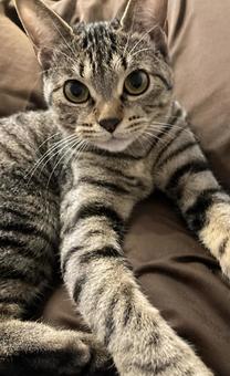 キジトラ猫 ネコ,キジトラ,可愛いの写真素材