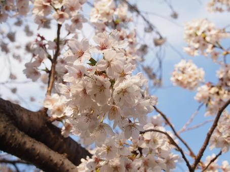 桜 桜の写真