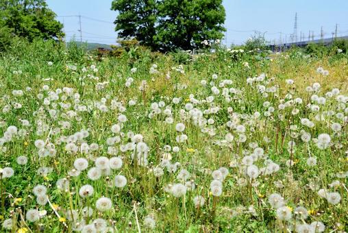 Dandelion flower cluster, JPG