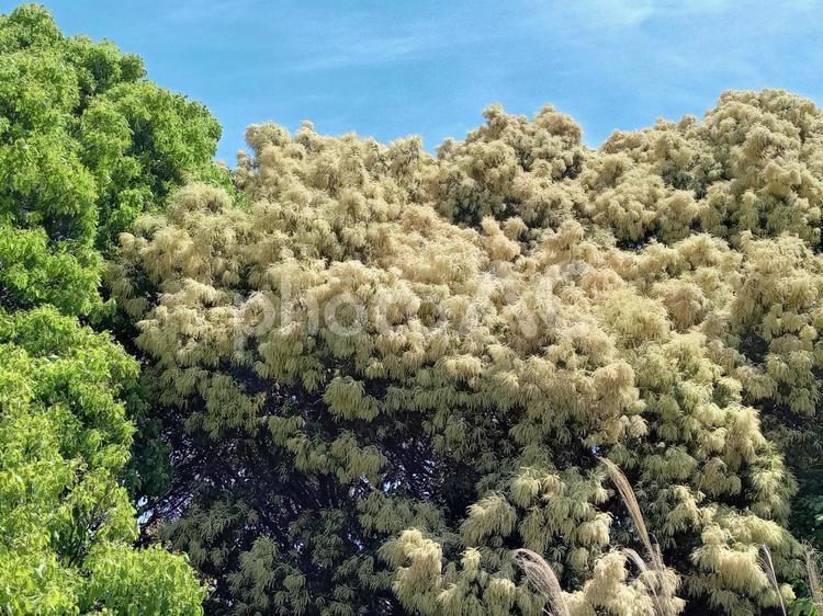 白と緑の木 花,白い,満開の写真素材