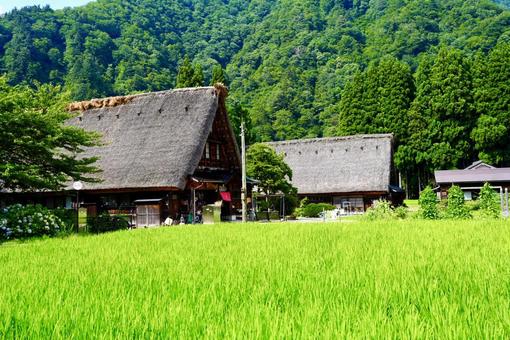 田んぼ越しに望む白川郷の合掌造り 田んぼ越しに望む白川郷の合掌造りの写真