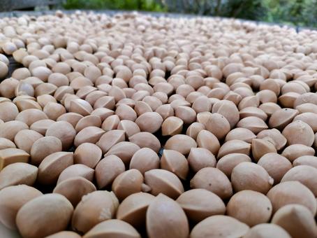 ぎんなん 一面 クローズアップ 2 ぎんなん 一面 クローズアップ 2の写真