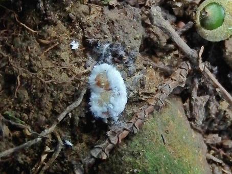 ぬいぐるみのような蝉宿蛾幼虫のつぶらな目 ぬいぐるみのような蝉宿蛾幼虫のつぶらな目の写真