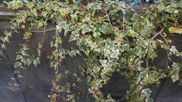 観葉植物 観葉植物の写真