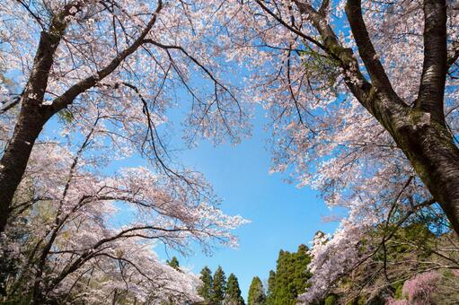 満開の桜 満開の桜の写真
