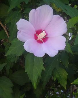 蜂巣 蜂巣の写真