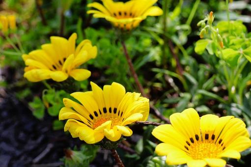 Gazania flowers in the sun in a flowerbed in mid-April, JPG Gazania flowers in the sun in a flowerbed in mid-April, JPG