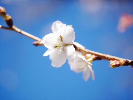 青空に映える冬桜のクローズアップの写真