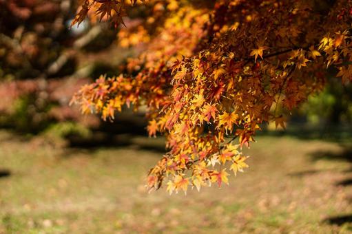 秋の紅葉 紅葉,モミジ,紅葉狩りの写真素材