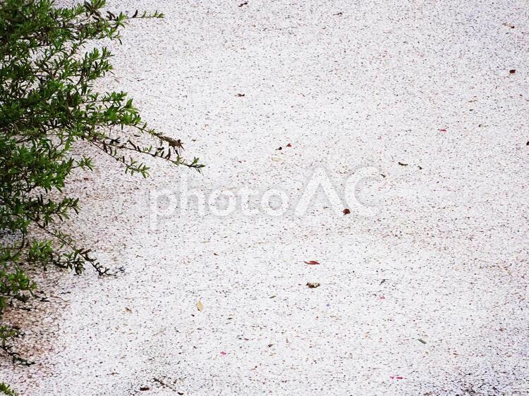 河に浮かぶ桜の花びら　ぷかぷか。 桜,さくら,サクラの写真素材