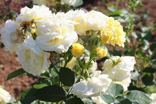 ばら175 ばら175 バラ,薔薇,ガーデニングの写真素材