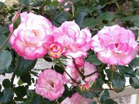 花・ミニュエット 中之島公園,中之島バラ園,バラ園の写真素材