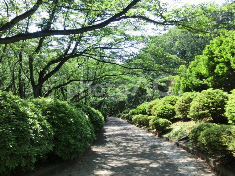 公園の散策路 公園,散歩,散策の写真素材