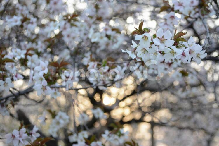 桜越しの夕日 桜,サクラ,花見の写真素材