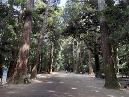 鹿島神宮　奥参道 鹿島神宮,神社,茨城県の写真素材