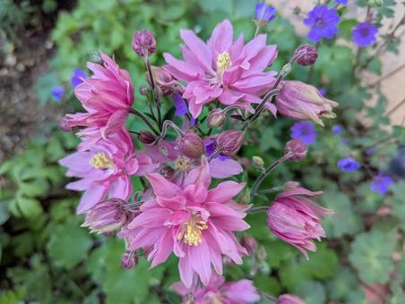 オダマキの花 オダマキの花の写真