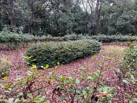 天理市にある中山大塚古墳の墳頂 古墳,奈良,邪馬台国の写真素材