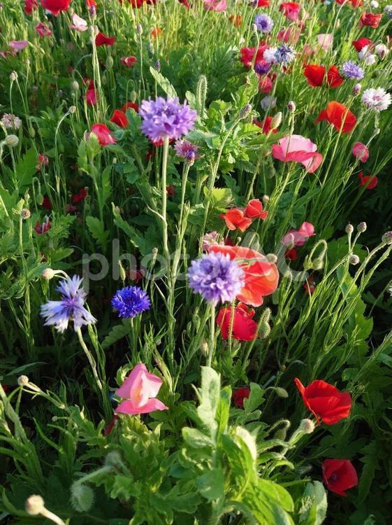 花畑の花たち7 花,花畑,自然の写真素材