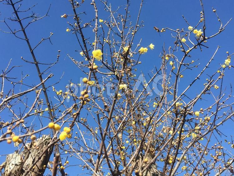 晴れた冬空の下のロウバイ ロウバイ,冬の花,黄色い花の写真素材