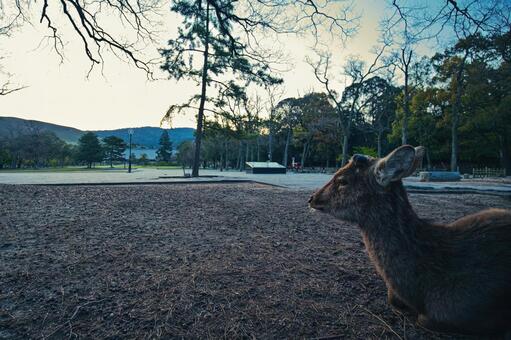 地面に座り込んで遠くを見つめる奈良の鹿 奈良,鹿,公園の写真素材