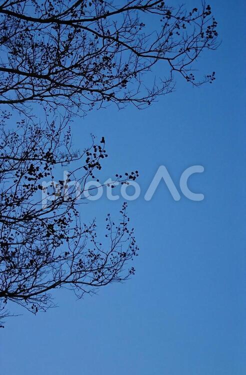 冬の訪れ 空,青空,青い空の写真素材