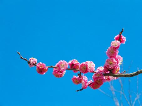 春イメージ〜満開の紅梅のアップ 春イメージ〜満開の紅梅のアップ 梅,春イメージ,ウメの写真素材