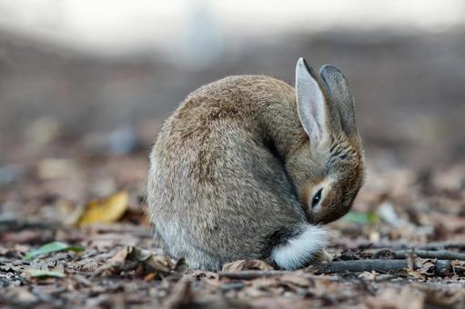 The Rabbits of Okunoshima, JPG