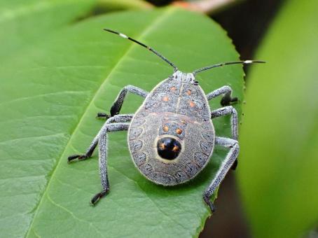 キマダラカメムシの幼虫 キマダラカメムシ,幼虫,灰色の写真素材