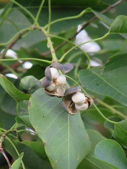 ナンキンハゼの実a ナンキンハゼ,実,植物の写真素材