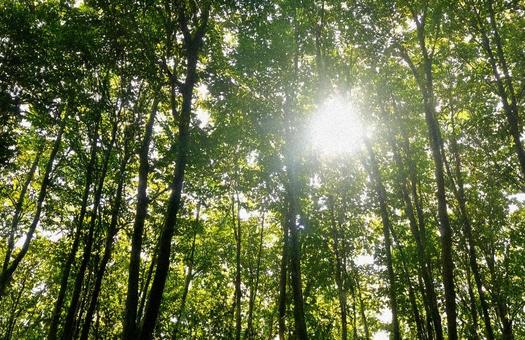 木漏れ日 木漏れ日の写真