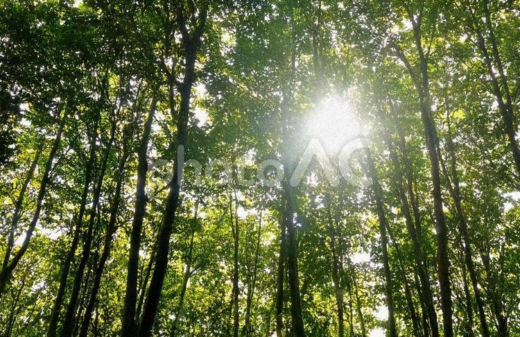 木漏れ日 木漏れ日,森林,森の写真素材