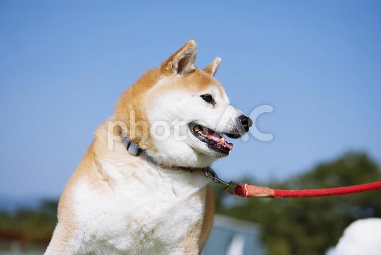 ワンコの顔（柴犬） 犬,柴犬,可愛い犬の写真素材