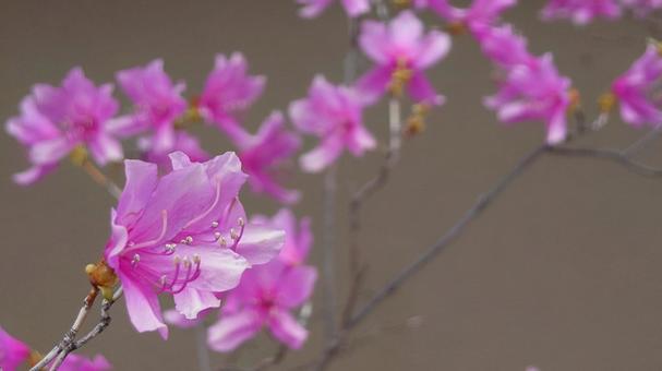 土手の花 土手の花の写真