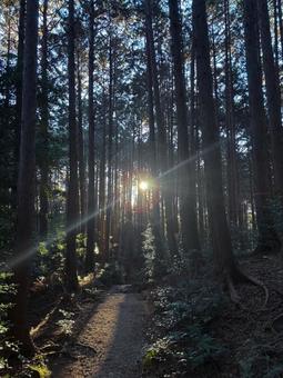 木々から望む朝日 風景,景色,11月の写真素材