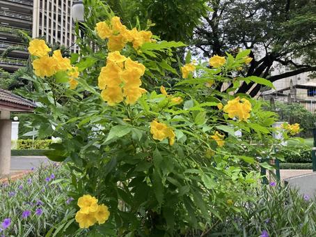 黄色い花 黄色い花の写真